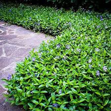 Fill a planting container with commercial potting soil. 50 Myrtle Vinca Minor Periwinkle Ground Cover For Landscaping Free Shipping Vines Climbing Plants Yard Garden Outdoor Living Items
