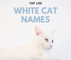 Top 100 White Cat Names Pethelpful
