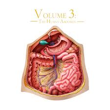 This episode scored 9.44 million viewers. Liver And Intestines Stomach Accurate Medical Illustrations Of The Body Dr Livingstons Unique Shaped Science Puzzles Organs Human Left Arm Anatomy Jigsaw Puzzle Jigsaw Puzzles Toys Games Innovatordiaries Com