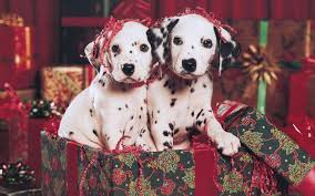 Maybe you would like to learn more about one of these? Free Christmas Puppy Wallpaper Wallpapers Hd Wallpapers 88580