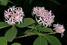 Image result for Dais cotinifolia