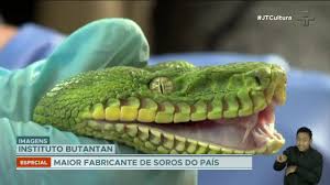 Veja mais ideias sobre biologia, museu, mosquitos da dengue. Instituto Butantan Completa 120 Anos Em Fevereiro Saiba Mais Sobre O Centro De Pesquisa Youtube