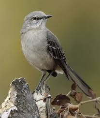 Common Birds Of West Texas Texas State Bird Is The Mockingbird With Images Beautiful Birds Mocking Birds State Birds