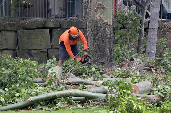 Top Signs Your Tree Needs Professional Service | Arbor City Tree Care
