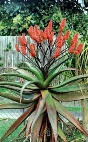Image result for Aloe excelsa