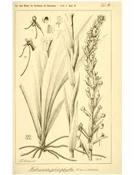 Image result for Habenaria tenuispica