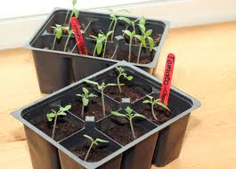 How to plant zucchini seeds indoors. Vegetable Seed Planting Starting Seeds Indoors Vs Direct Sowing Outside