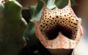 Image result for Huernia kirkii