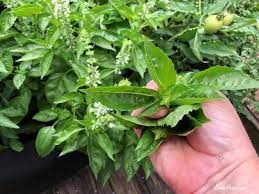 Amazel Basil You Need This Basil In Your Home Garden The First Italian Sweet Basil That Is Resistant To Downy Mil Sweet Basil Vegetable Harvest Basil Water