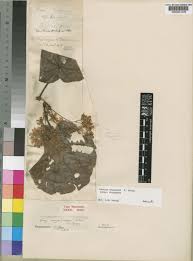 Image result for Dombeya shupangae