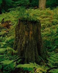 The Social Life Of Forests The New York Times