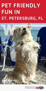 Bark For Adventure You And Your Dog Will Love Visiting St Petersburg Florida With These Pet-friendly Be Road Trip With Dog Pet Friendly Beach Dog Vacations