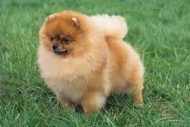 pomeranian breed information