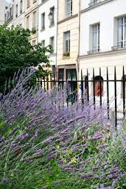 Provence In Paris Where To See Lavender In Paris Paris Flowers Provence Lavender Provence