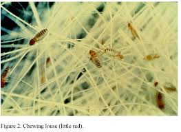 Cattle Lice Unl Beef