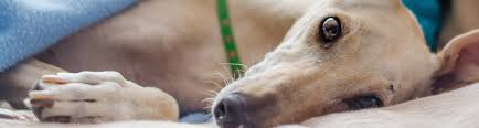 Southside pet hospital is located in olathe city of kansas state. Team Archive Southside Animal Hospital