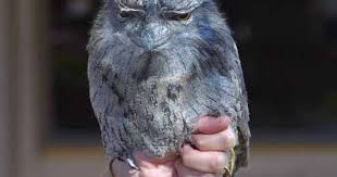 Blackland Prairie Raptor Outreach Program Available To Schools And Community Organizations In Fannin County North Texas E New Pet Birds Birds Beautiful Birds