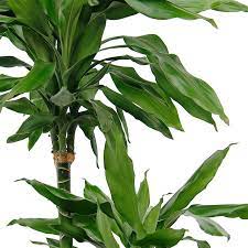 Maybe you would like to learn more about one of these? Dracaena Drachenbaum Kaufen 123zimmerpflanzen