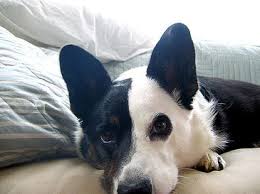 Black And Brown Corgi He Is Like Me A Oreo Cookie With Images Corgi Pembroke Welsh Corgi Welsh Corgi Puppies