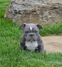 Mr pitbull kennels recognized leader in razors edge blue nose pitbulls. Blue Nose Bully Pitbull Puppies Pet S Gallery