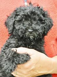 Through strategic partnerships, our goal is to give you the perfect red (apricot, caramel, tan, english cream, black, or chocolate) goldendoodle puppy that is the best match for you. Shiny Black Mini Goldendoodle Puppies Female For Sale In Wellington Colorado Classified Americanlisted Com