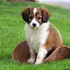 Ukpets found smooth collie for sale in the uk. Miniature Collie Mix Puppies For Sale Greenfield Puppies