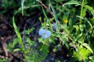 Image result for Commelina petersii