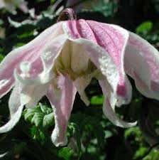 Super bowl 54 celebrations are happening throughout south florida. Clematis Super Night