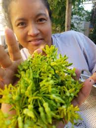 Whipped Cream: Thank you Ms. Jang!!