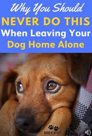 Pet Dogs Videos Videos Hunde Hunde Videos Chiens De Compagnie Videos Videos De Perros Mascotas Pet Dogs Puppies Pet Dogs Breeds Pet Dogs Ac In 2020