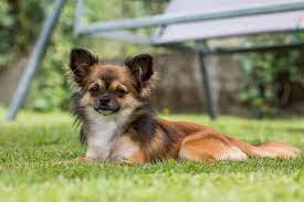 5 Majestic Mexican Dog Breeds All Mexican Dogs