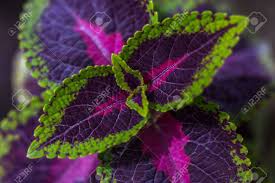 And with a little luck, the plant may even have small buds or flowers. Plant With Colored Leaves Green Purple And Pink Stock Photo Picture And Royalty Free Image Image 70718088