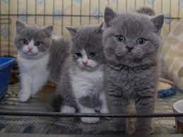 British shorthair malaysia bshm home facebook. British Shorthair Untuk Dijual Alsilama
