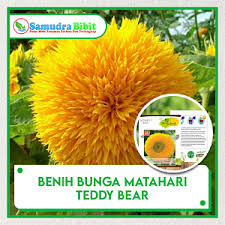 Cara membuat bunga marigold kresek bekas. Benih Bunga Matahari Teddy Bear