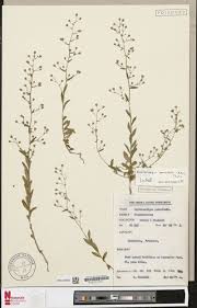 Image result for Loudetia kagerensis