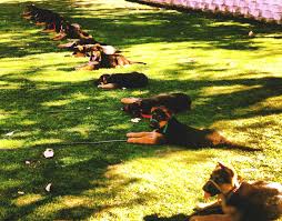 Dogs also benefit from socialization with other canines, and. California Dog Training Board And Train And Private Dog Training Experts
