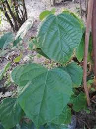 Image result for Caloncoba crepiniana