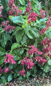 Image result for Megalochlamys