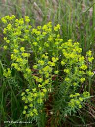 Image result for Euphorbia cyparissioides