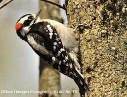 Backyard Birds Of Middle Tennessee Tennessee Watchable Wildlife Downy Woodpecker Backyard Birds Feeders Downy Woodpecker Common Birds