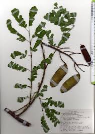 Image result for Caesalpinia cassioides