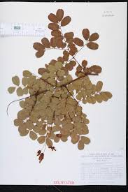 Image result for Caesalpinia cassioides