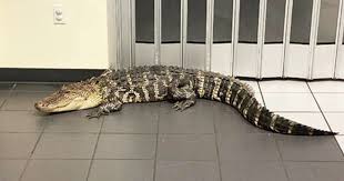 Gators add talented transfer from tennessee. Customer Finds 7 Foot Gator Inside Florida Post Office