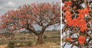Image result for Erythrina abyssinica