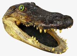 A drawing of a alligator head, hd png download is a hd free transparent png image, which is classified into mickey mouse head png,wolf head png,head png. A Drawing Of A Alligator Head Hd Png Download Kindpng