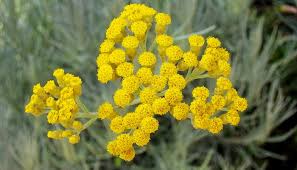 Toutes nos huiles essentielles répondent aux critères de qualité du logo. 5 Super Pouvoirs De L Immortelle Pleine Vie