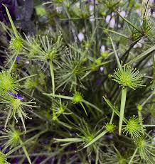 Image result for Cyperus prolifer