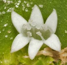 Image result for Richardia brasiliensis