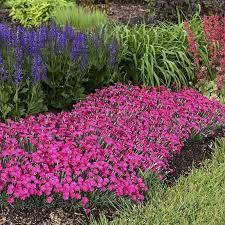 Paint The Town Magenta Dianthus In 2021 Plants Perennials Pretty Plants