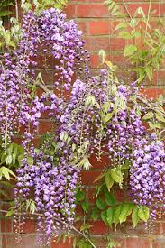 The following photos will allow you to identify vine and other climbing plants. Climbers And Wall Shrubs Rhs Gardening